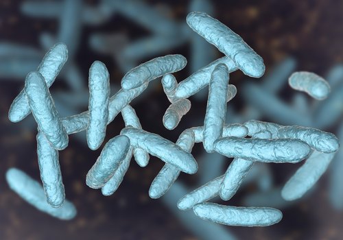 Могут ли кишечные бактерии бороться со старостью?